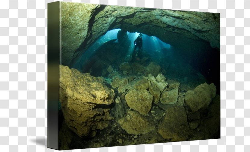 Marine Biology Organism Stock Photography Aquarium - Underwater - Cavern Transparent PNG