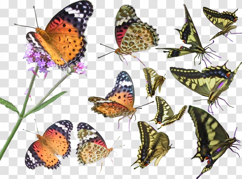 Butterfly Download Clip Art - Brush Footed - Pansy Transparent PNG