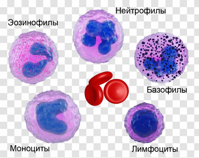 Neutrophil Eosinophil Basophil Blood Cell Monocyte - Microscope Transparent PNG