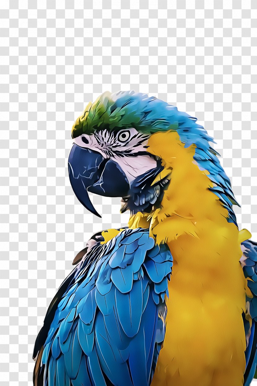 Bird Parrot - Macaw - Feather Parakeet Transparent PNG