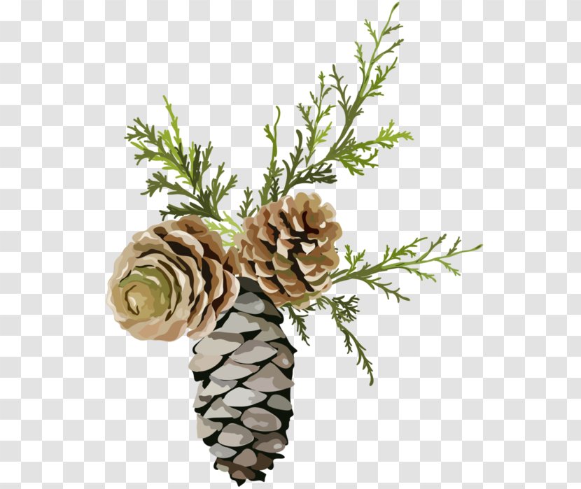 Pine Conifer Cone Chemical Element Fir - Tree Transparent PNG