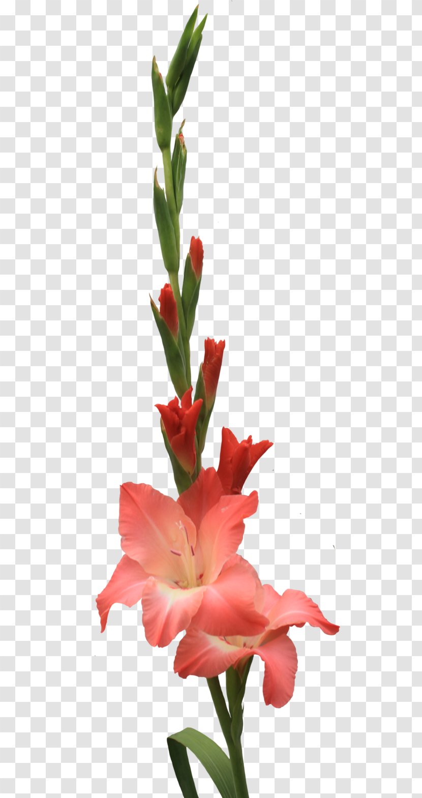Flower Art Clip - Lily - Gladiolus Transparent PNG