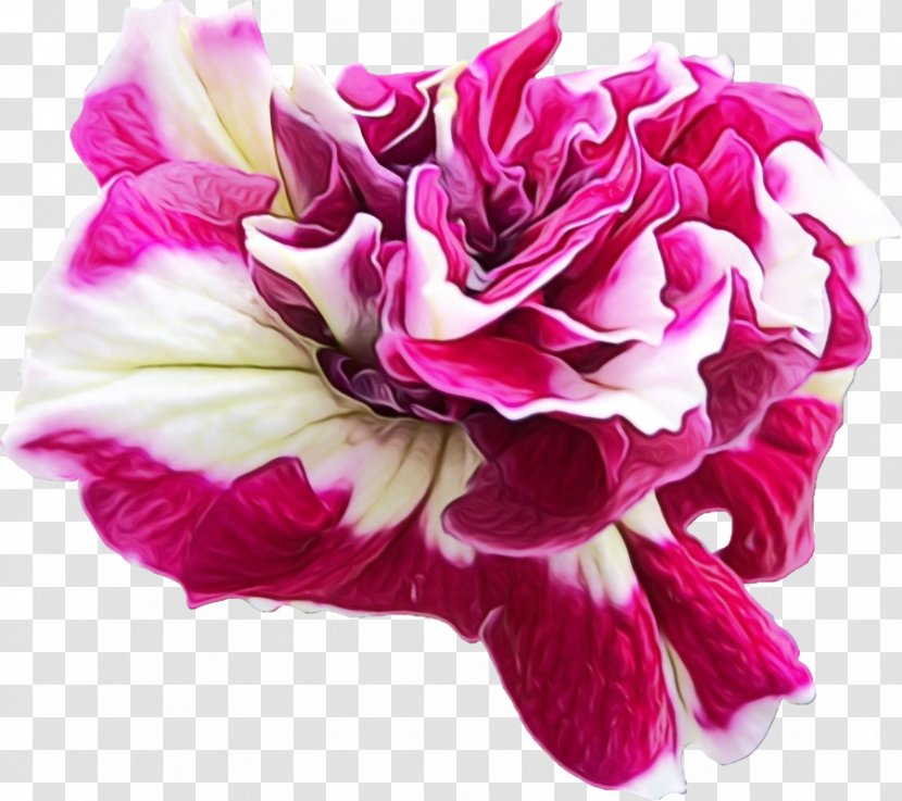 Garden Roses Cabbage Rose Cut Flowers Floral Design - Plants Transparent PNG