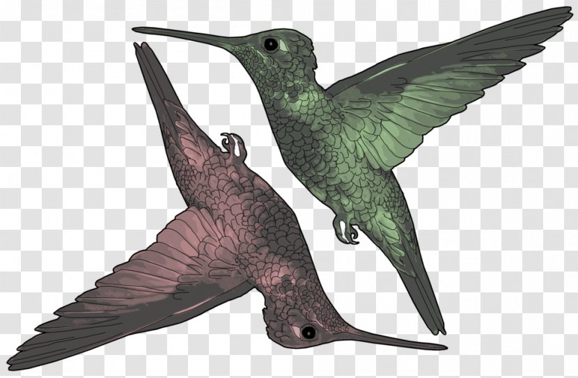 Hummingbird Beak Wing Fauna - Pink Bird Transparent PNG