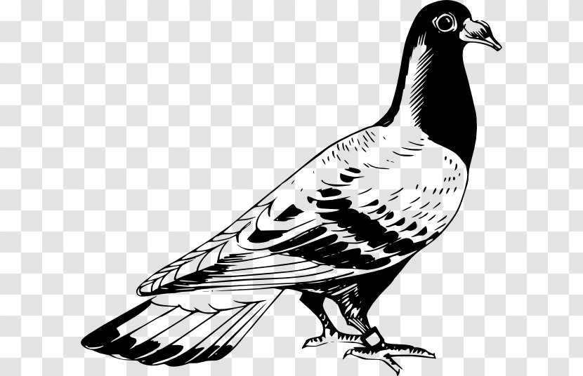 Homing Pigeon English Carrier Columbidae Bird Drawing - Line Art Transparent PNG
