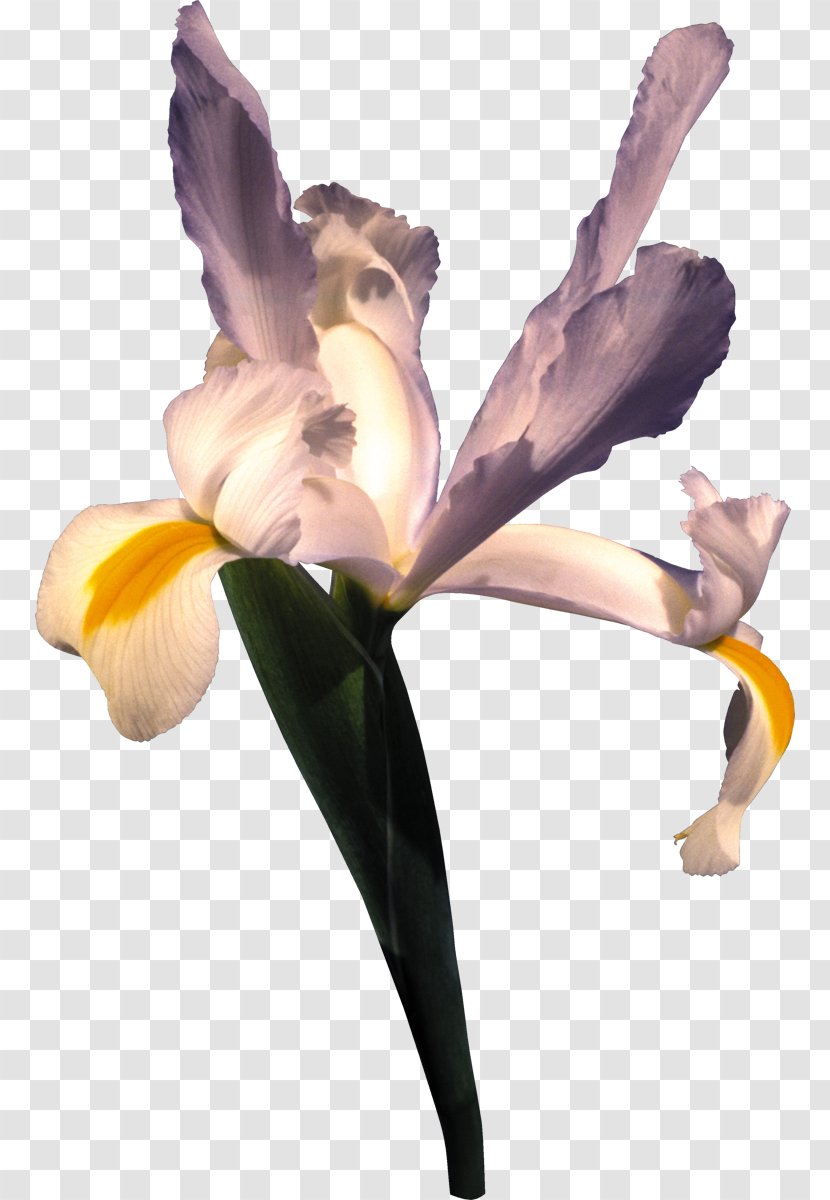 Irises Cut Flowers Iridaceae Wall Iris - Plant Transparent PNG