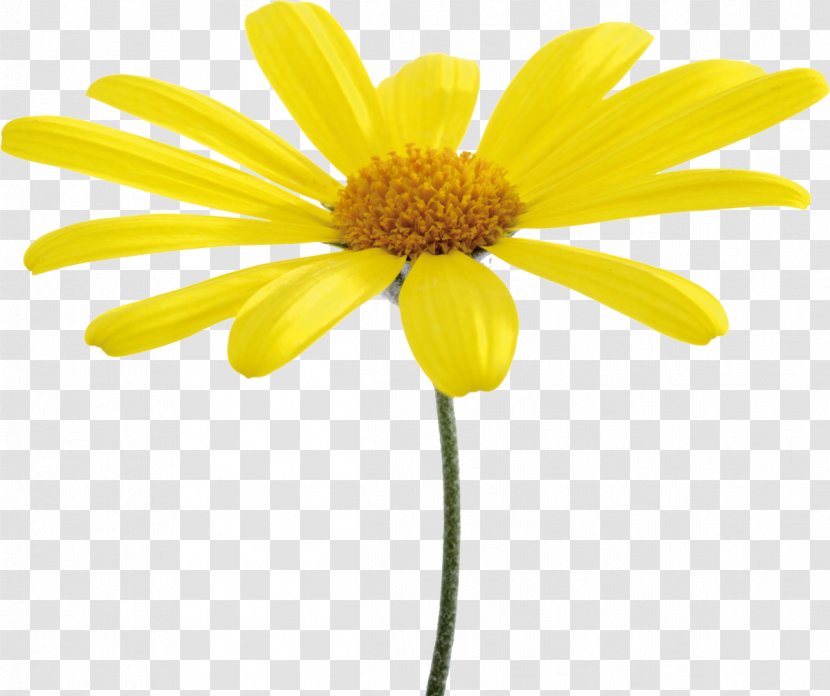 Oxeye Daisy Flower Yellow Common Clip Art - Chrysanths - Camomile Transparent PNG