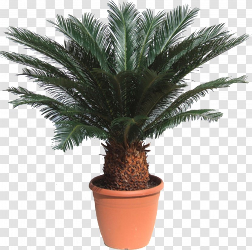 Sago Palm Cycad Houseplant Howea Forsteriana Metroxylon Sagu - Bonsai - Date Transparent PNG
