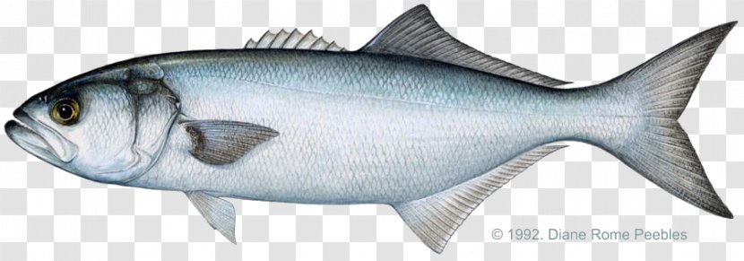 Bluefish International Game Fish Association Fishing Striped Bass - Tackle - Surf Transparent PNG