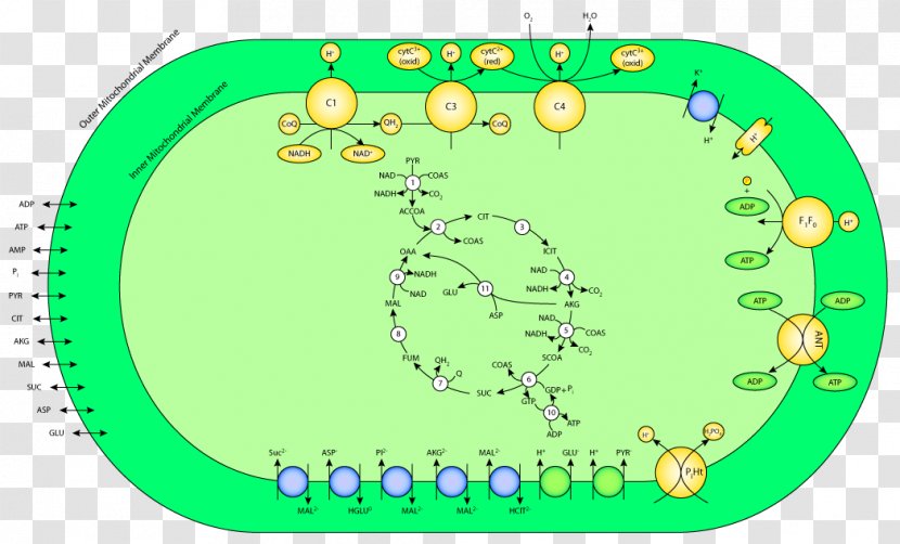 Green Line Point Oxidative Phosphorylation Clip Art - Area Transparent PNG