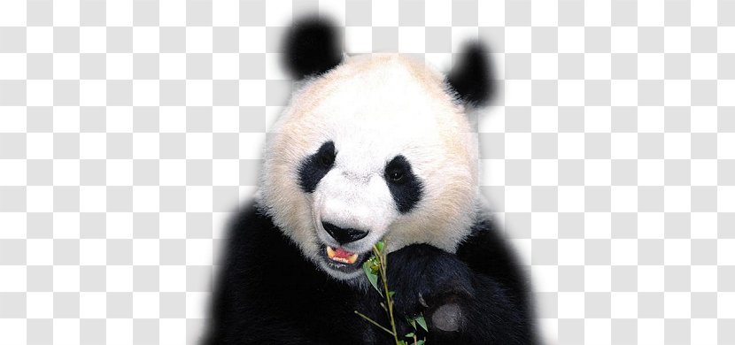 The Giant Panda Bear Red Animal - Chengdu Research Base Of Breeding Transparent PNG