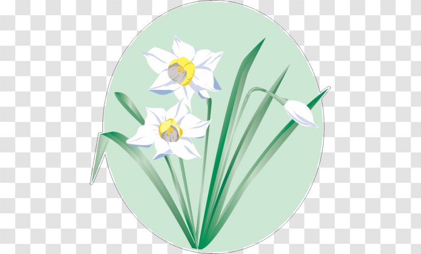 Daffodil Vector Graphics Flower Clip Art Image - Flora Transparent PNG