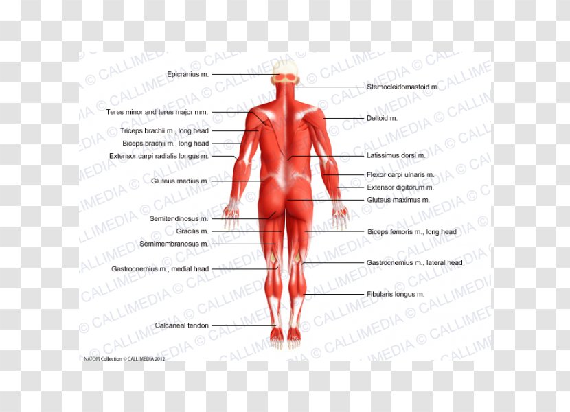 Thumb Muscle Homo Sapiens Anatomy Human Body - Cartoon - 3D Transparent PNG