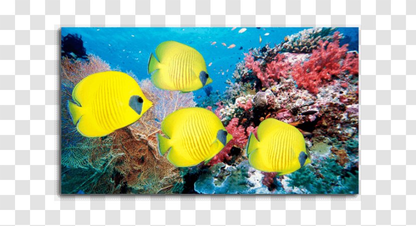 Desktop Wallpaper High-definition Television Saltwater Fish 4K Resolution - Coral Reef Transparent PNG