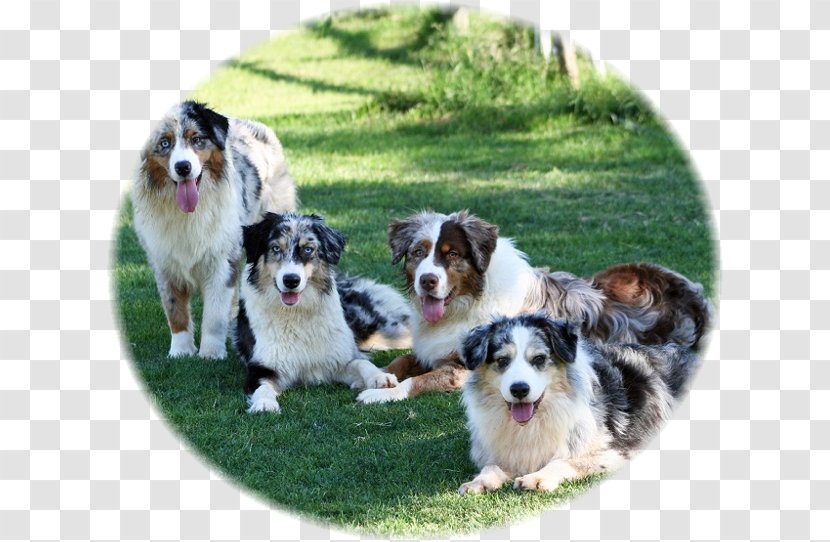 Dog Breed Australian Shepherd Miniature American Rough Collie Border - Blue Merle Transparent PNG