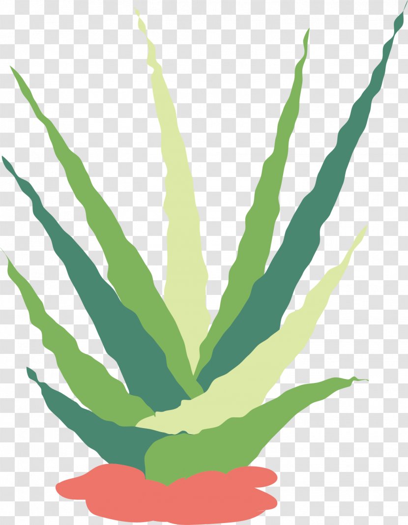 Cactaceae Succulent Plant Flat Design Euclidean Vector - Vecteur - Watercolor Transparent PNG