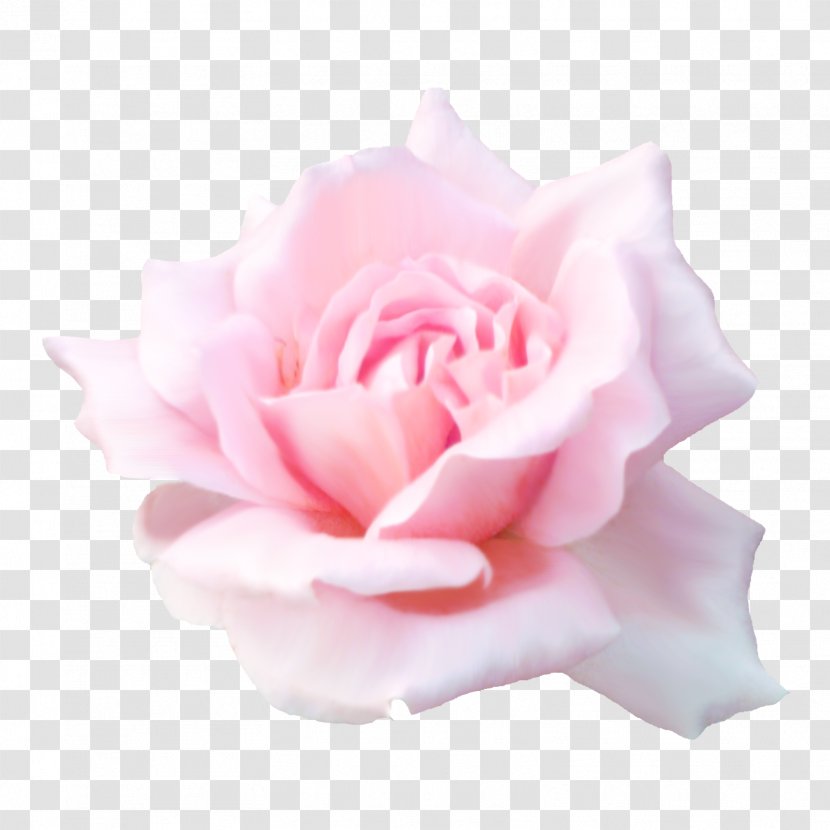 Desktop Wallpaper Rose Flower Clip Art - Petal Transparent PNG