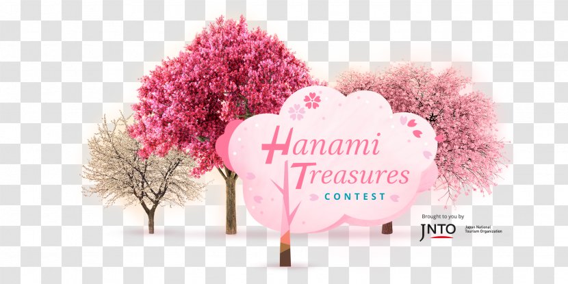 Japanese Hanami Experience Desktop Wallpaper - Japan Transparent PNG