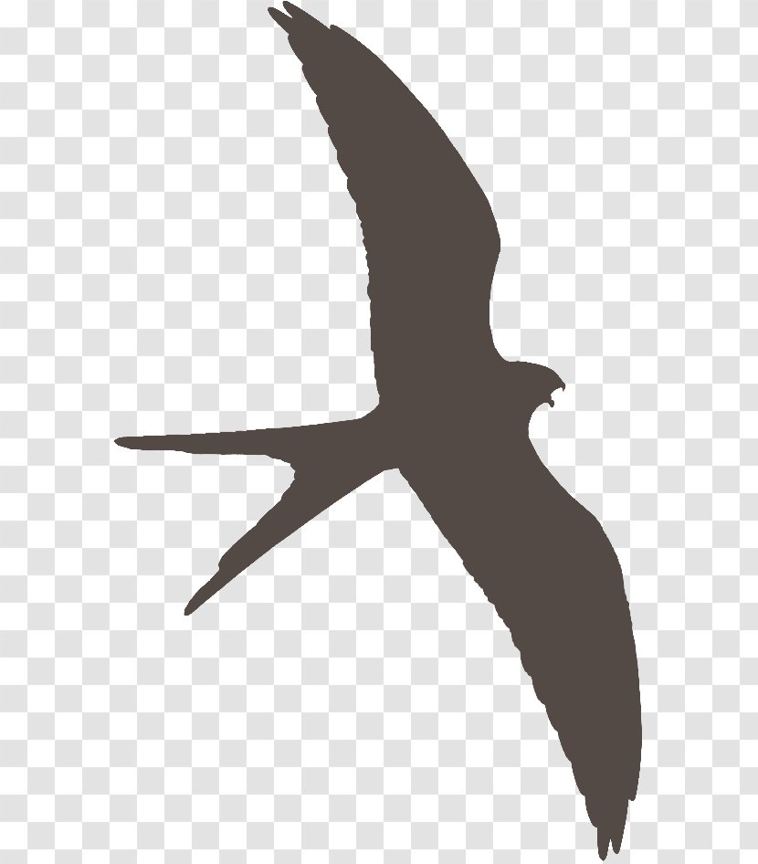 Beak Seabird Shorebirds Water Bird - Tail Transparent PNG