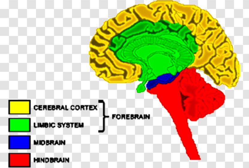 Forebrain Hindbrain Nervous System Cerebrum - Frame - Horse Transparent PNG