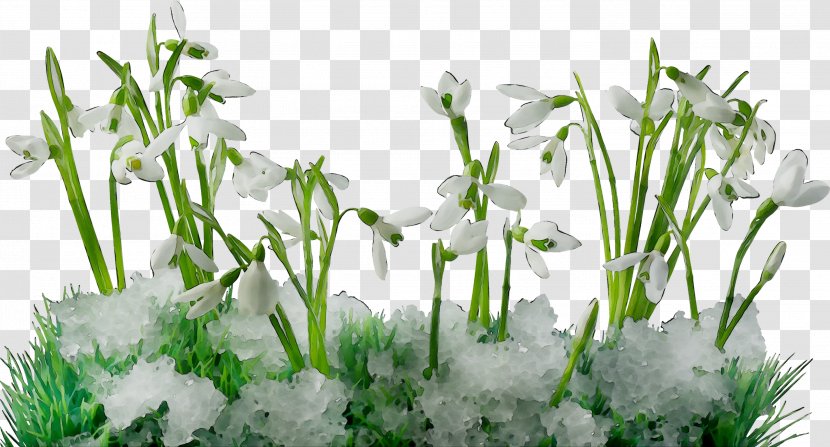 Desktop Wallpaper Snowdrop File Format Flower - Galanthus - Grasses Transparent PNG