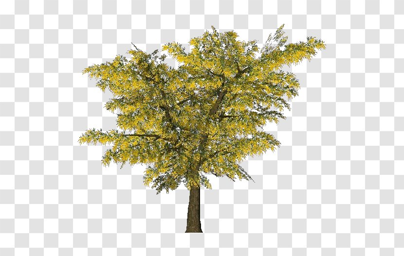 Tree Acacia Dealbata Ornamental Plant Branch - Tasmania - Mimosa Transparent PNG