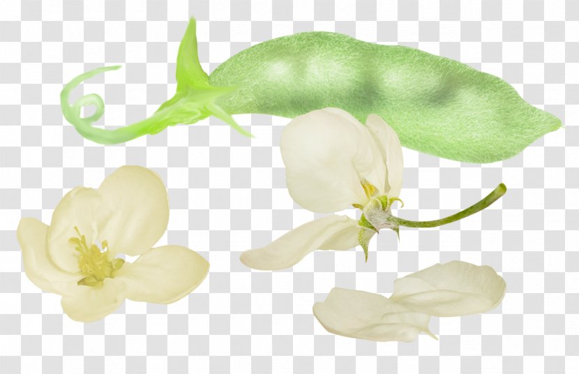 Broad Bean Icon - Petal - Tulip Beans Transparent PNG