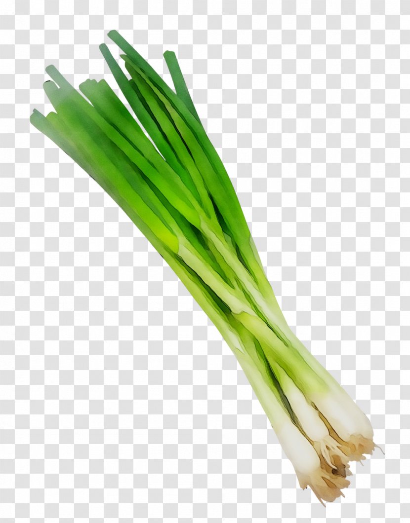 Welsh Onion Leek Scallion Herb Commodity - Plant Stem - Vegetable Transparent PNG