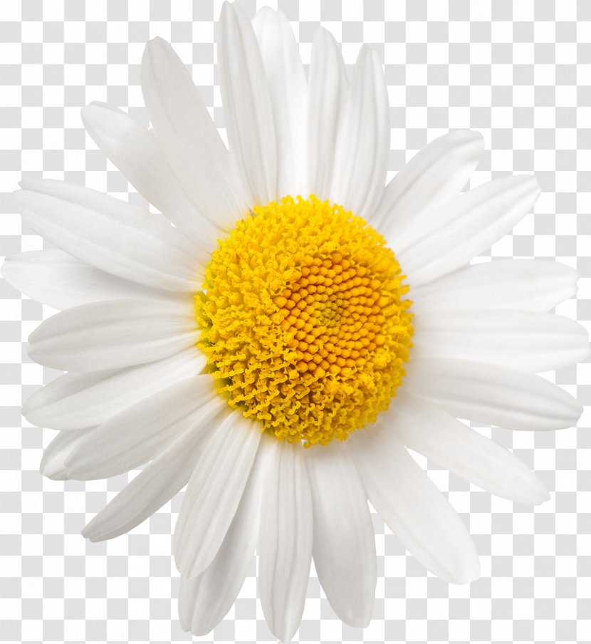 Shasta Daisy Oxeye Stock Photography Common Royalty-free - Chamomile Transparent PNG