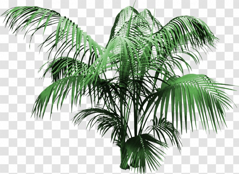 Attalea Speciosa Coconut Tree Arecaceae - Elaeis - Creative Floral Flowers Transparent PNG