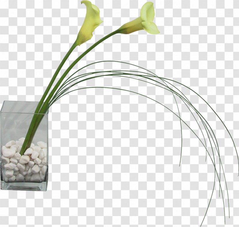 Flower Vase - Plant Transparent PNG