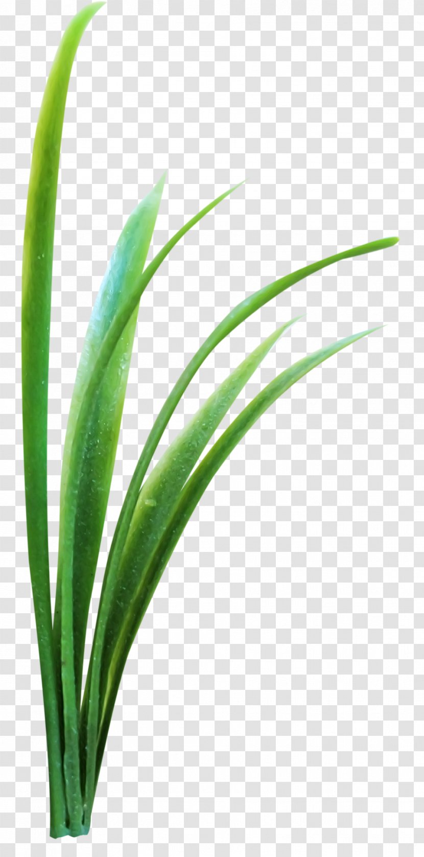Microchloa Green - Grass Family Transparent PNG