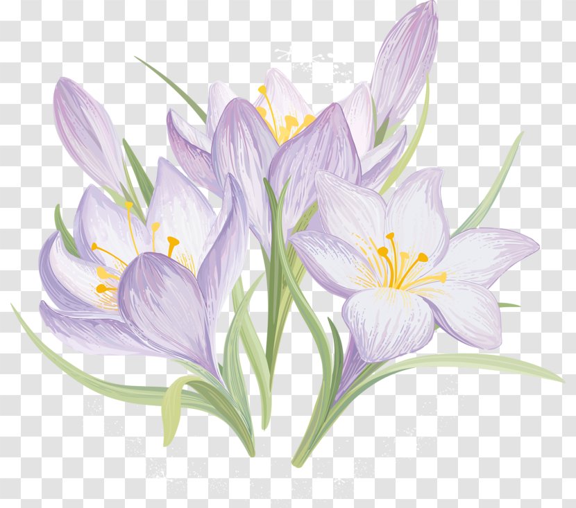 Drawing Flower Clip Art - Purple Crocus Transparent PNG