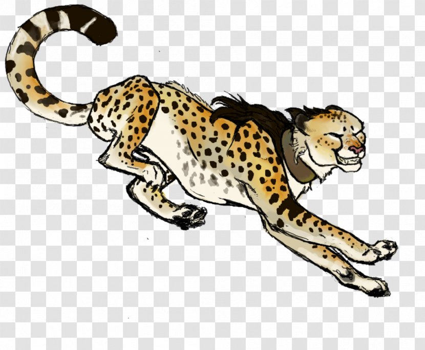 Cheetah Cat Lion Drawing Hyena - Carnivoran Transparent PNG
