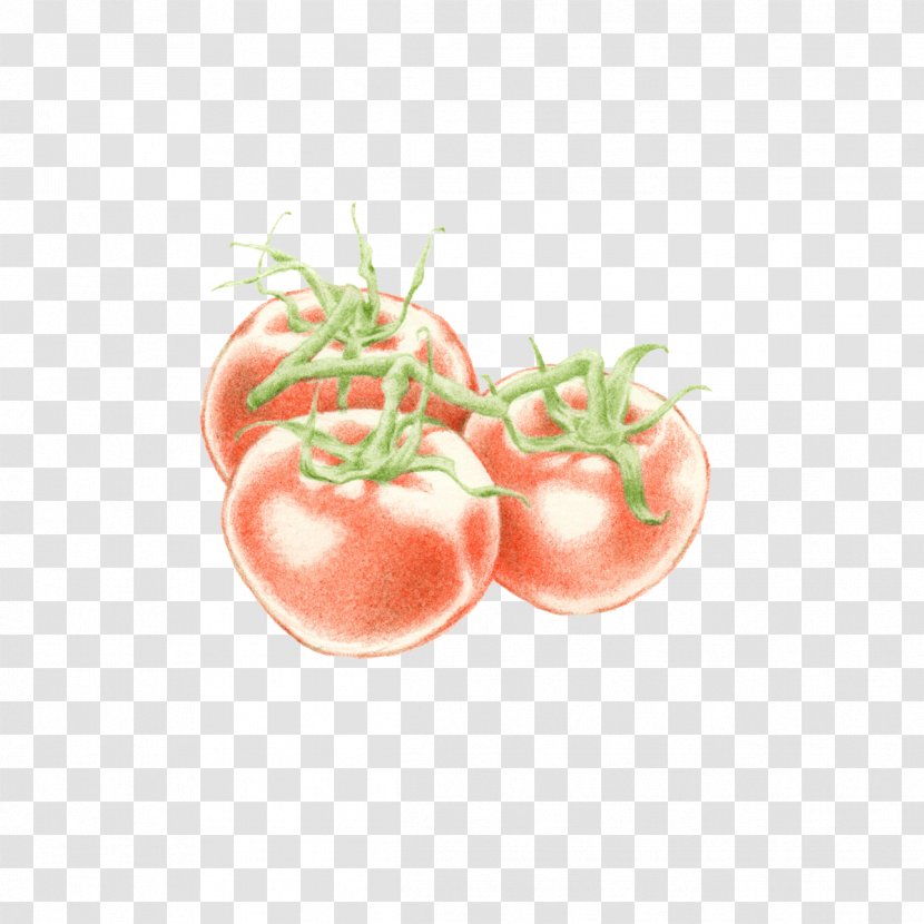 Tomato Food Illustration Illustrator Vegetable - Diet Transparent PNG