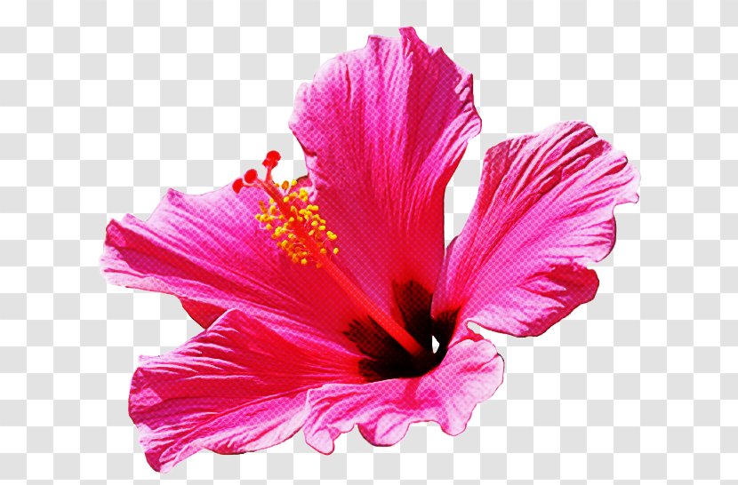 Petal Flower Hibiscus Hawaiian Pink - Plant - Mallow Family Chinese Transparent PNG