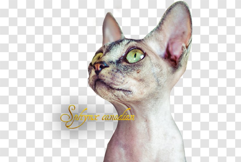 Sphynx Cat Devon Rex Donskoy Peterbald Ukrainian Levkoy - Ragdoll - Kitten Transparent PNG