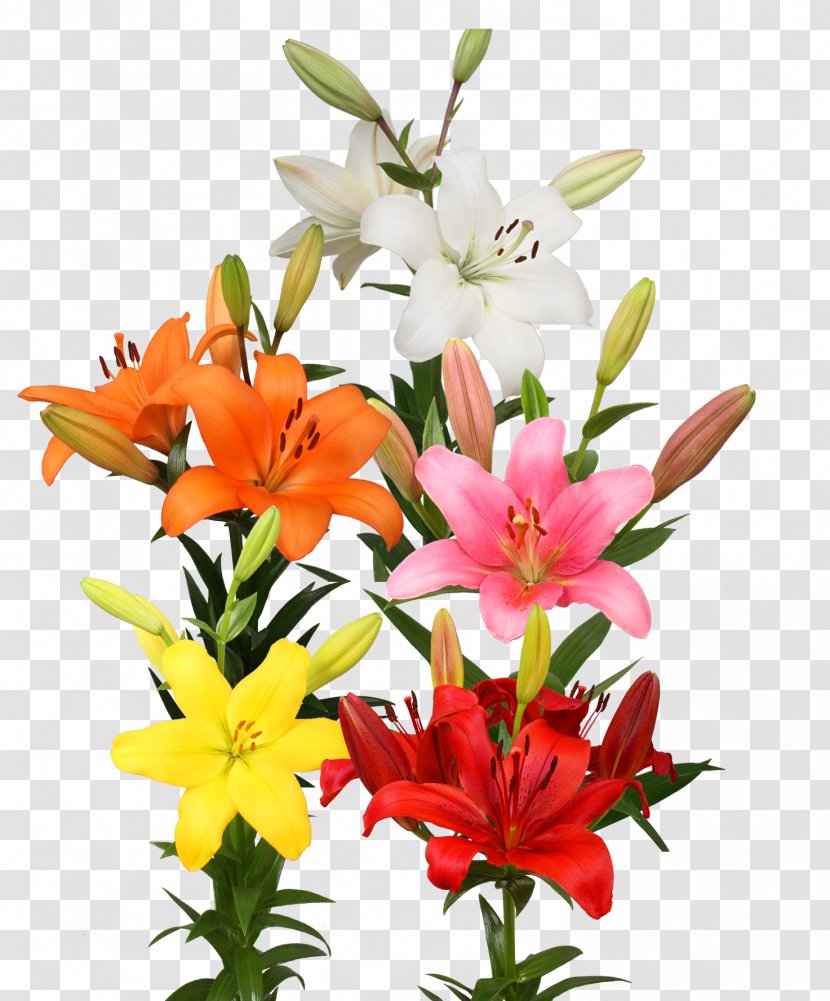 Cut Flowers Floral Design Floristry Flower Bouquet - Annual Plant - Mix Transparent PNG