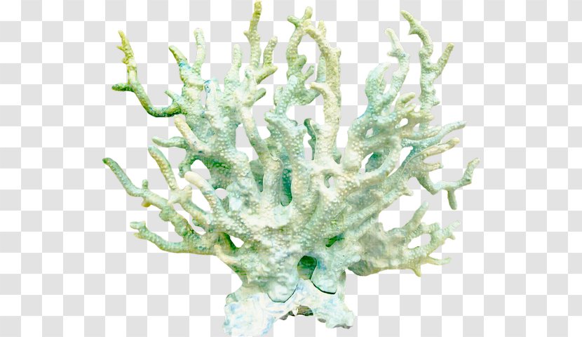 Coral Download Clip Art - Tree - Ocean Transparent PNG