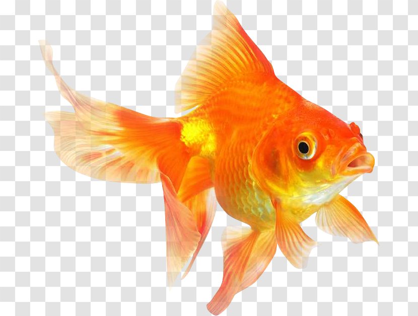 Ryukin Comet Red Cap Oranda Common Goldfish Desktop Wallpaper - Tropical Fish Transparent PNG