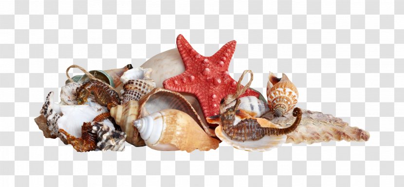 Shell Beach Sea - Animal Source Foods Transparent PNG