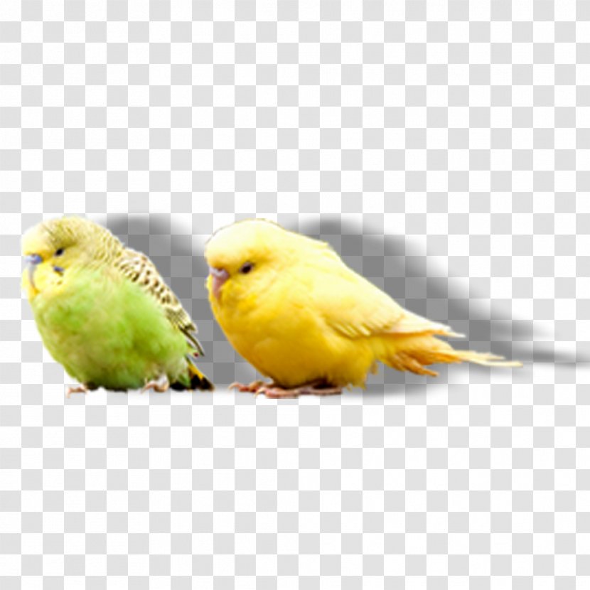 Bird Amazon Parrot True Parakeet - Free Perched Pull Material Transparent PNG
