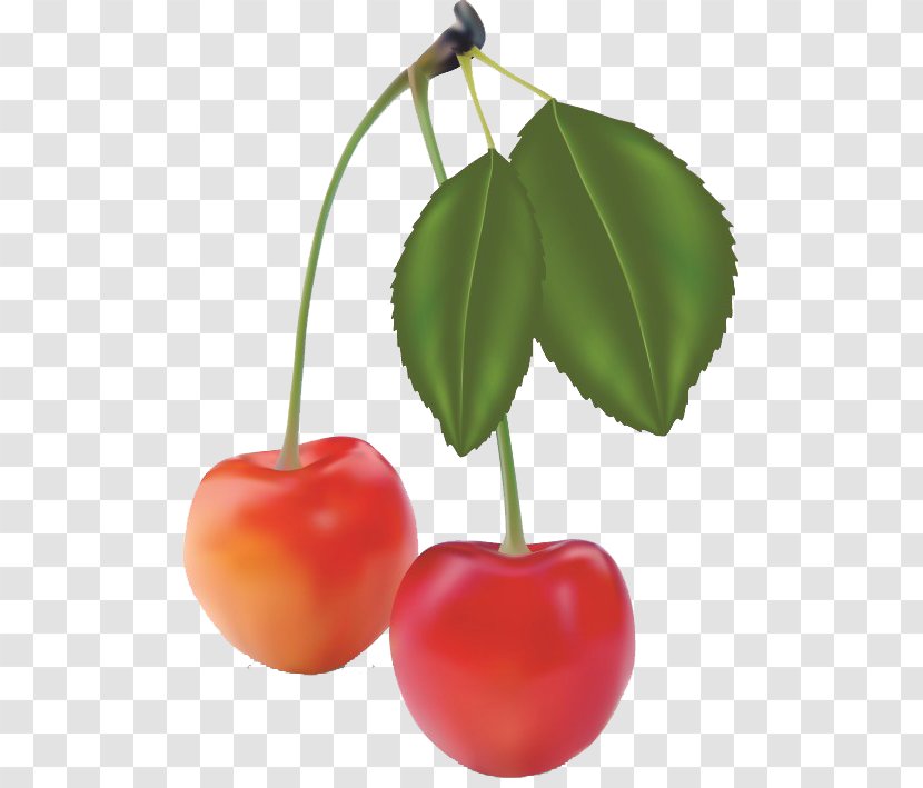 Fruit Realism - Plant - Cherry Transparent PNG