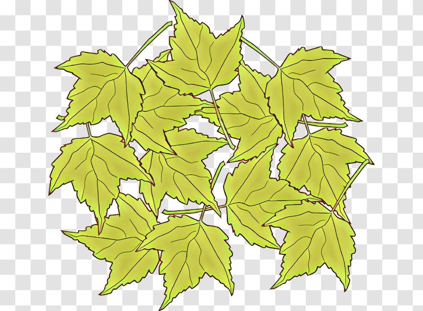 Maple Leaf - Grape Leaves - Flowering Plant Woody Transparent PNG