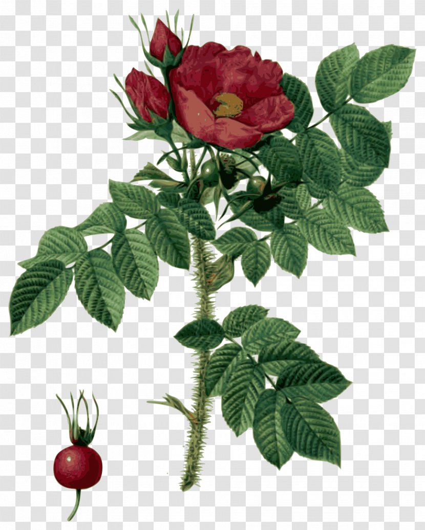 Les Roses Botanical Illustration Flower - Cut Flowers - Pierrejoseph Redoutxe9 Transparent PNG