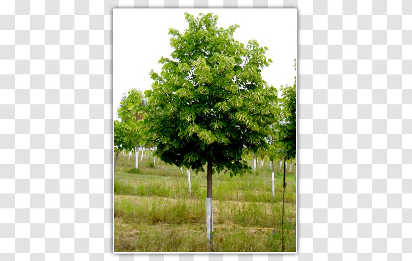 Tilia Cordata Oak Tree Nursery Fraser Fir - Shrub Transparent PNG