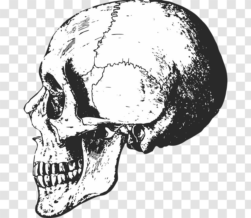 Skull Human Skeleton Bone Anatomy - Nose Transparent PNG