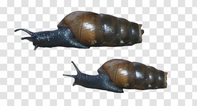 Pond Snails Schnecken Slug Sea Snail - And Slugs - The Broken Shell Transparent PNG