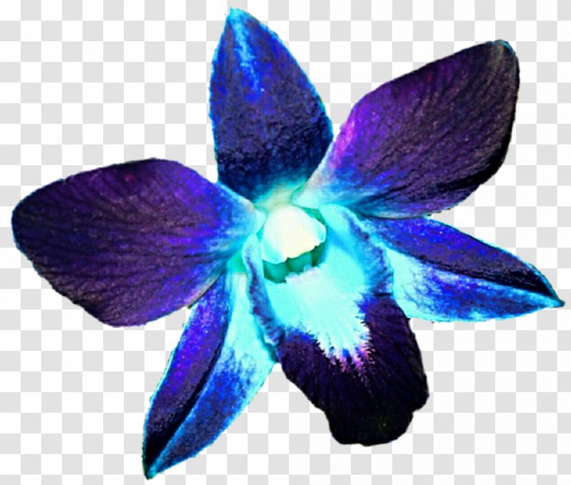 Orchids Flower Blue Purple Clip Art - Petals Transparent PNG