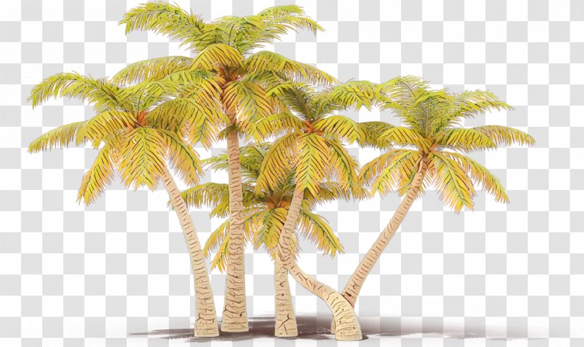 Palm Tree - Leaf Elaeis Transparent PNG